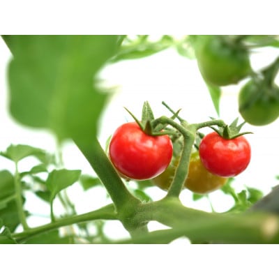 但馬の旬をお届け!採れたて野菜セット(8~9種類)【配送不可地域：離島】