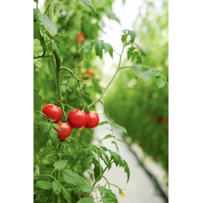 【産地直送】トマト(約1.3kg) 箱 うふふの実 高糖度フルーツトマト　アイメック【常温】【配送不可地域：離島・北海道・沖縄県】