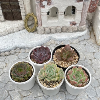 種類はおまかせ!多肉植物の苗セット(5種類アソート)【配送不可地域：離島】