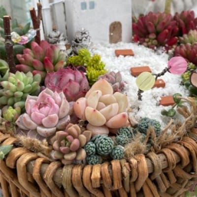 多肉BASE厳選!多肉植物の箱庭風【寄せ植え】1鉢【配送不可地域：離島】