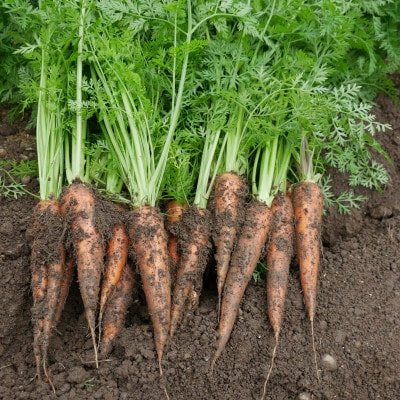 【発送月固定定期便】【月一定期便 6～12月】但馬の旬をお届け!採れたて野菜セット計7回全7回【配送不可地域：離島】