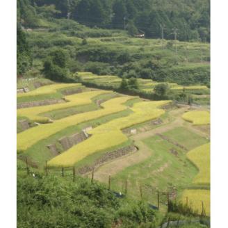清流の里　養父市大屋の棚田で穫れたコシヒカリ「温石米」8kg(2025年収穫米)