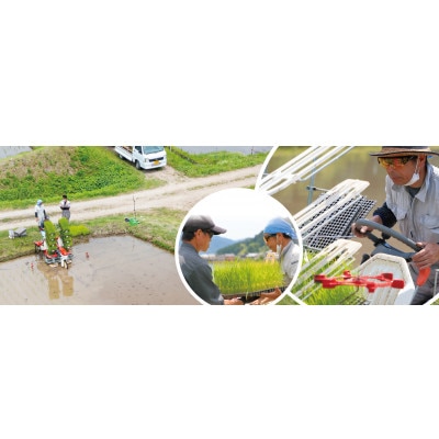 夫婦杉・自然米酒900ml×1本(箱入)