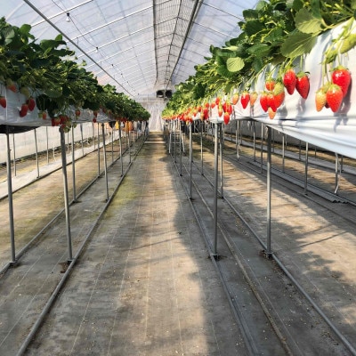 クラッシュアイスベリー【配送不可地域：離島】