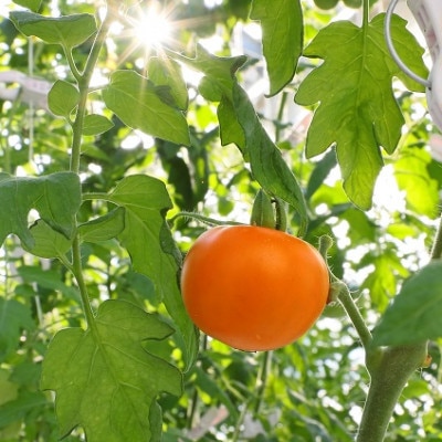 【こいとま】フルーツゴールドギャバリッチ白箱