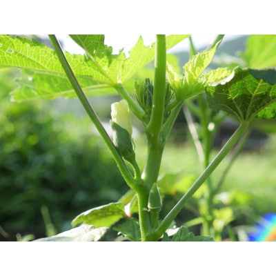 但馬の旬をお届け!採れたて野菜セット(8~9種類)【配送不可地域：離島】