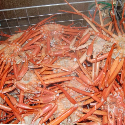 香住がに　おまかせセット　約2.5kg(3～6枚)【配送不可地域：離島】