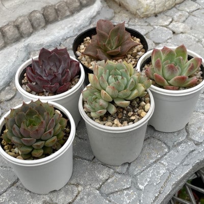 種類はおまかせ!多肉植物の苗セット(5種類アソート)【配送不可地域：離島】