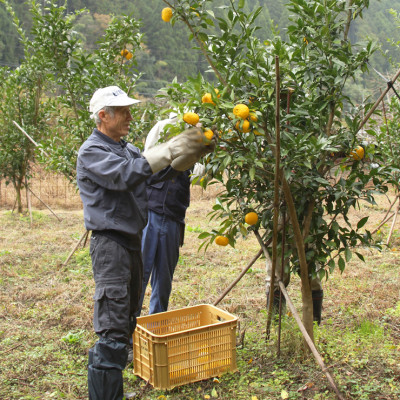 天滝ゆずのシャーベット(6個入り)星と語る森と清流のまち大屋町筏で採れたゆずをふんだんに使いました【配送不可地域：離島】