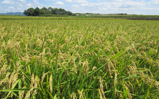 【兵庫県産】アムナックの純米酒「能座ほまれ」720ml×2本
