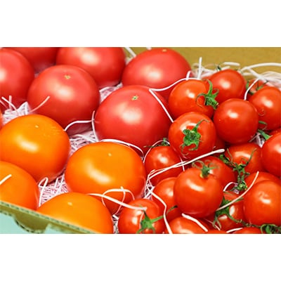 【毎月定期便】【こいとま】3種ミックス定期便〈ブロンズ〉コース全2回