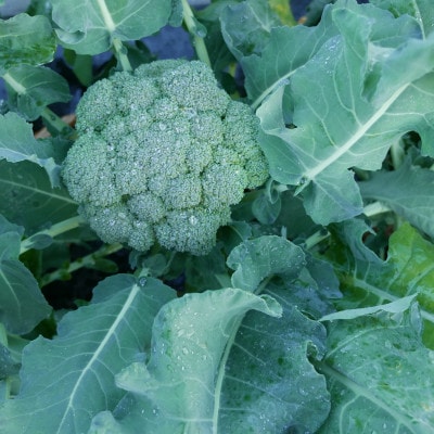 【発送月固定定期便】【月一定期便 6～12月】但馬の旬をお届け!採れたて野菜セット計7回全7回【配送不可地域：離島】