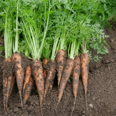 【発送月固定定期便】【6～12月】但馬の旬をお届け!採れたて野菜セット全7回【配送不可地域：離島】