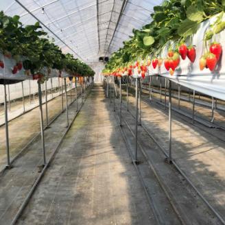 「内山いちごの国」のいちご8パック入り【配送不可地域：離島】