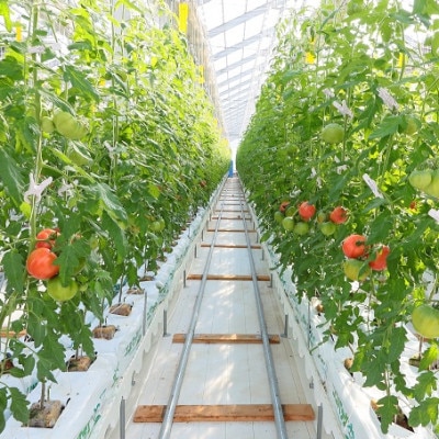 【こいとま】セレブスイート白箱