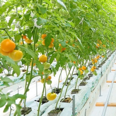 【こいとま】フルーツゴールドギャバリッチ白箱