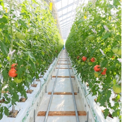 【こいとま】2種ミックス白箱