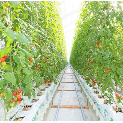 【こいとま】3種ミックス白箱