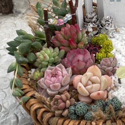 多肉BASE厳選!多肉植物の箱庭風【寄せ植え】1鉢【配送不可地域：離島】