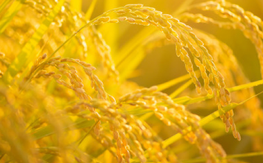 令和7年産新米・2025年9月以降発送【ブランド別格米30kg】