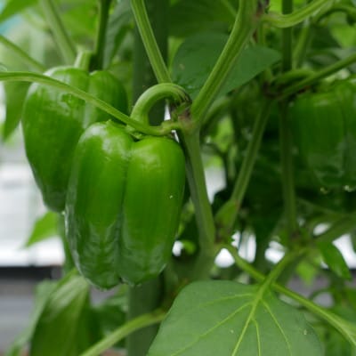 【発送月固定定期便】【月一定期便 6～12月】但馬の旬をお届け!採れたて野菜セット計7回全7回【配送不可地域：離島】