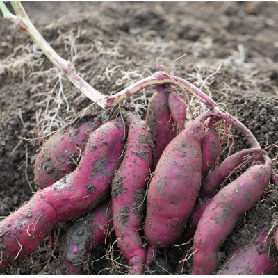 【発送月固定定期便】【6～12月】但馬の旬をお届け!採れたて野菜セット全7回【配送不可地域：離島】