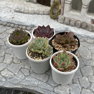 種類はおまかせ!多肉植物の苗セット(5種類アソート)【配送不可地域：離島】