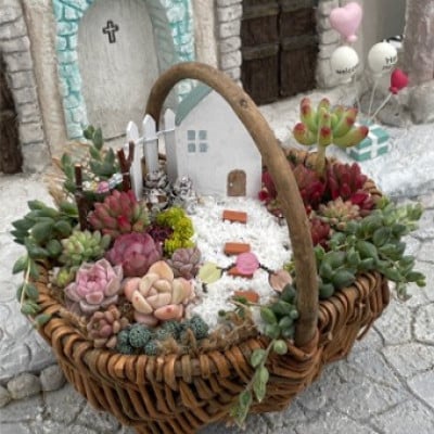 多肉BASE厳選!多肉植物の箱庭風【寄せ植え】1鉢【配送不可地域：離島】