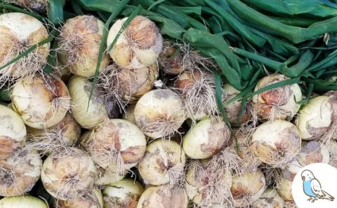 新玉ねぎ　淡路島　南あわじ市　3ｋｇ　早生　◆配送4月下旬～5月下旬