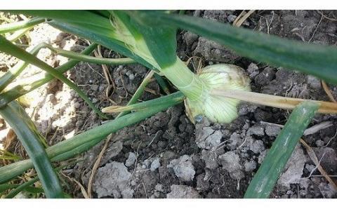 【youふぁーむ】【新玉予約】淡路島産新玉ねぎ5kg◆配送2月中旬～