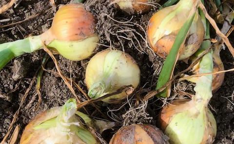 【しょうちゃんFARM】淡路島　南あわじ市産玉ねぎ3kg　◆配送7月～