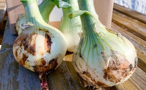 【わいわいベジタブル】春の訪れ！淡路島の新たまねぎ（3㎏）◆配送２月～５月下旬