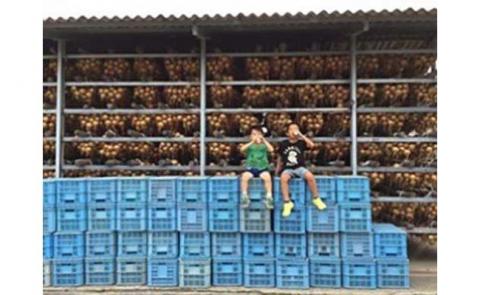 【新玉予約】淡路島の農家の嫁から直送「完熟新玉ねぎ 早生 ５㎏」◆配送4月末～