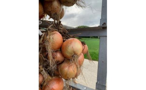 淡路島極熟玉葱3kg　シャーロットオニオン　玉ねぎ大国淡路島からの玉ねぎ