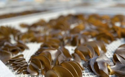 【漁師直送】天日干しめかぶ30ｇ×3袋【淡路島鳴門海峡原産】