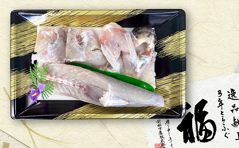 【冷蔵配送】淡路島3年とらふぐ（活身欠き【ミガキ】１匹分）◆配送10月25日～3月31日