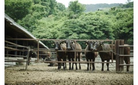 【数量限定】垣牧場直売「淡路姫和牛」切り落とし・たれ漬けセット 800g