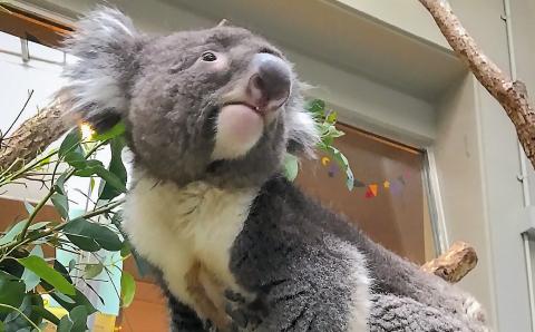 コアラのいる農業公園　淡路ファームパーク　イングランドの丘　入場券＆飲食利用券（ペア）