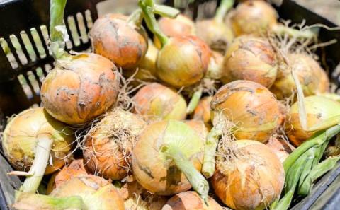 【しょうちゃんFARM】　淡路島　南あわじ市産玉ねぎ 5ｋｇ　◆配送6月～