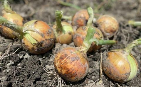 【しょうちゃんFARM】　淡路島　南あわじ市産玉ねぎ 5kg　◆配送7月～