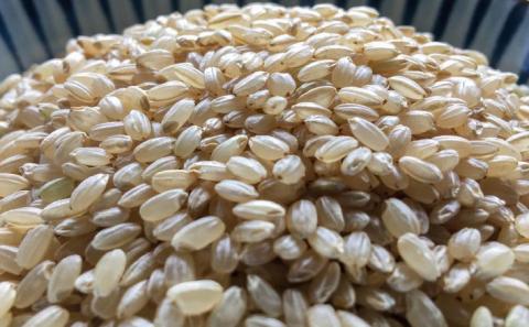 令和７年産・玄米『みどり豊』20kg　10月中旬頃から発送