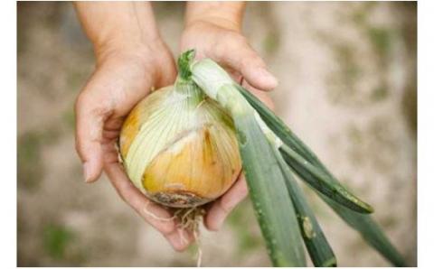 【新玉予約】ひょうご安心ブランド認証 特別栽培の玉ねぎ「戎珠（えびすたま）」 ５kg