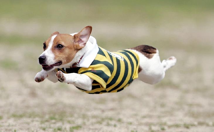 Aコース　飛行犬撮影データセット