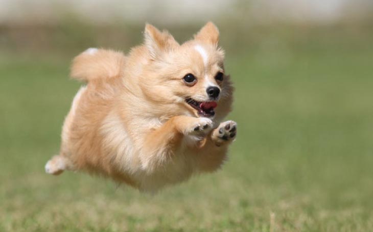 Cコース　元祖飛行犬写真家　的場信幸　出張飛行犬撮影5時間コース