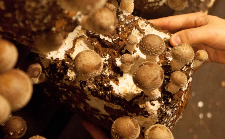 農薬・化学肥は不使用】森の木ファームしいたけ（1キロ箱）ふぞろい