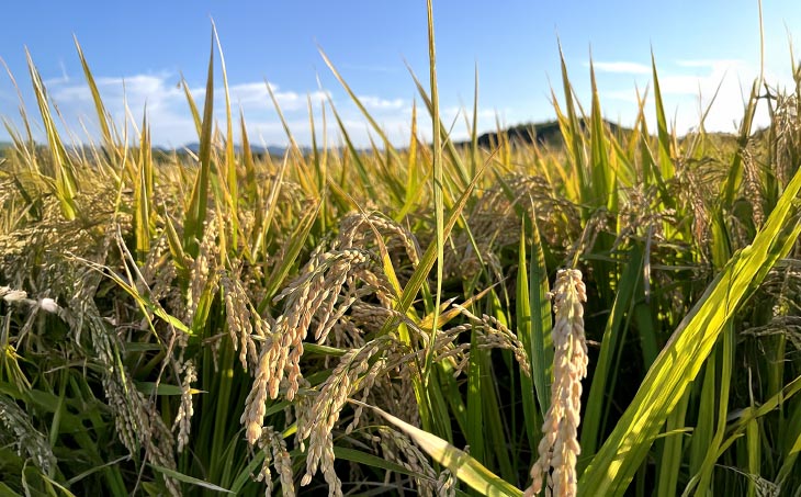 【令和7年産】淡路島産きぬむすめ　白米30kg