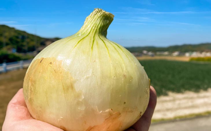 原田兄弟の一番玉ねぎ ５kg