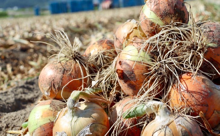 ★淡路島玉ねぎ 子供達も大好き!! あま～い玉ちゃん5kg★