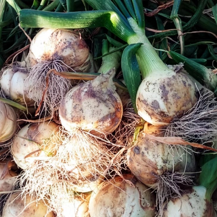 【新玉・ひょうご推奨ブランド】新玉ねぎ（淡路玉三郎）10ｋｇ ◆配送３月上旬～５月中旬