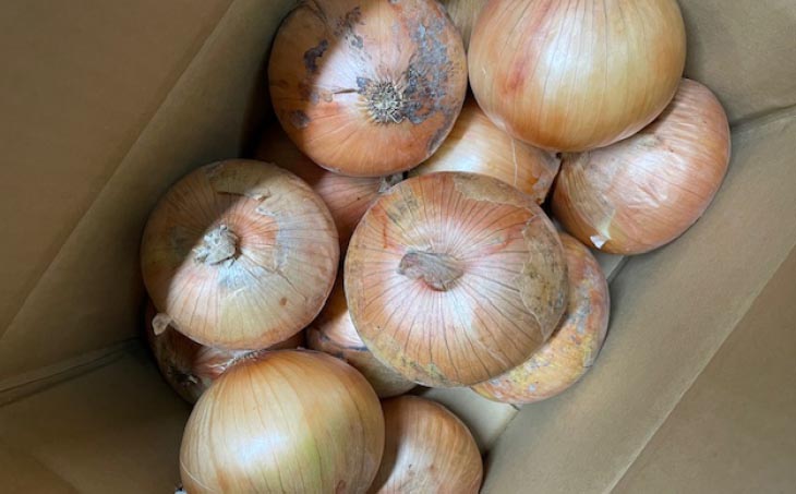 新玉ねぎ シャーロットオニオン 2kg　◆配送 7月上旬～9月末